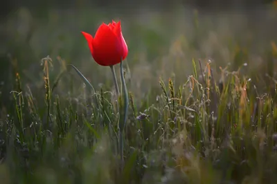 Tulipa Tulip Schrencks в степи Стоковое Изображение - изображение  насчитывающей поле, земля: 207975185