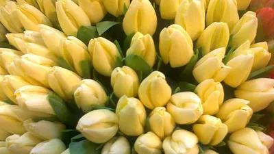 Тюльпан малайзия фото фотографии