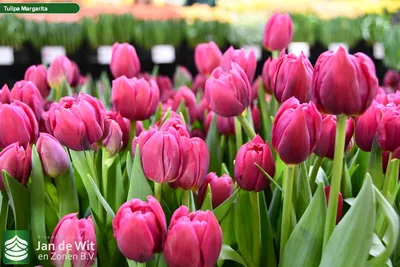 TULIPA DOUBLE EARLY 'MARGARITA' 12/+ CM. (100 P.BINBOX) | Rotex Flowerbulbs  BV