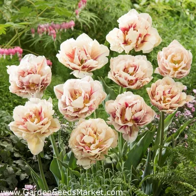 Margarita | Tulipán | Jan de Wit en Zonen B.V.