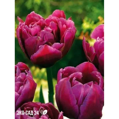 Двойной тюльпан \"Пылающая Маргарита\" - 5 шт. пак – Garden Seeds Market |  Бесплатная доставка