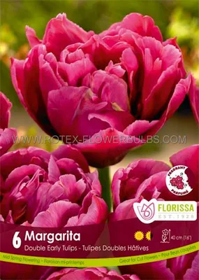 Тюльпан Margarita купить недорого в интернет-магазине товаров для сада  Бауцентр