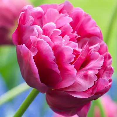 Flower Power. Tulipa Margarita Photograph by Jenny Rainbow - Pixels