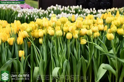 Margarita Double Early Tulip | American Meadows