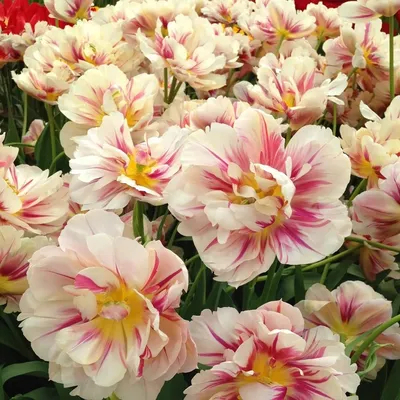 TULIPA DOUBLE EARLY 'MARGARITA' 12/+ CM. (15 PKGS.X 6) | Rotex Flowerbulbs  BV