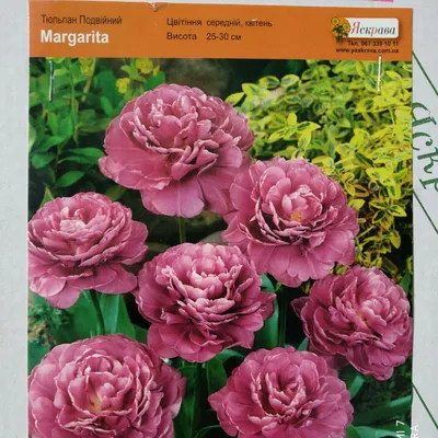 Тюльпан Флэминг Маргарита (1 упаковка, 8 шт) купить в Садовом Дворике с  доставкой по России и СНГ
