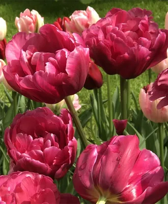 Tulipa Margarita | English Gardens