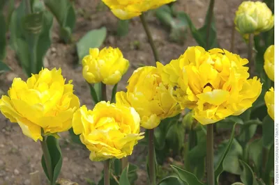 Pink and white peony-flowered Double Early tulips (Tulipa) Flaming  Margarita bloom in a garden in April Stock Photo - Alamy