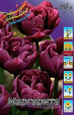 Тюльпан Махровый Margarita (ID#1253507143), цена: 10 ₴, купить на Prom.ua