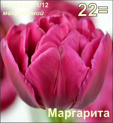 Tulipa 'Margarita' Double early 2 Margarita tulip – deep pink double  flowers, fine white edges, April, England, UK Stock Photo - Alamy