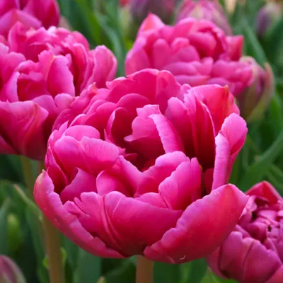Margarita - Tulip Bulb | Johnny's Selected Seeds