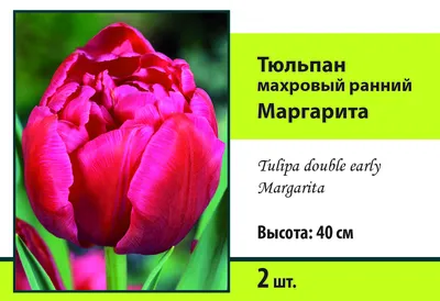 Photo Tulip Margarita - plant 1 | Garden-en.com