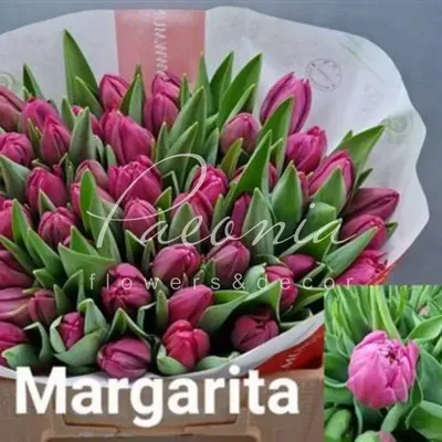 Tulip Margarita | Tulips | Spring flowering bulbs | QFB Gardening