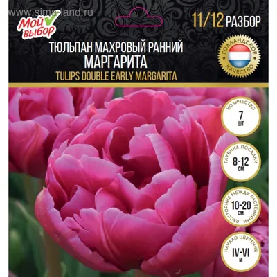 Саженцы Тюльпан махровый ранний \"Флеминг Маргарита\" (Flaming Margarita) 3шт  в упаковке (размер 12/+), купить в Якутске