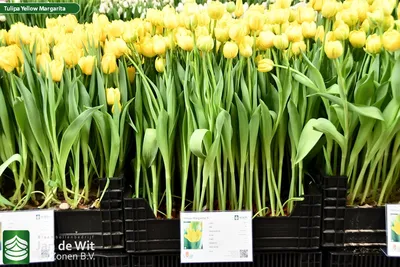 Тюльпан ду маргарита (tulp du margarita) — Интернет-магазин — Мбукет