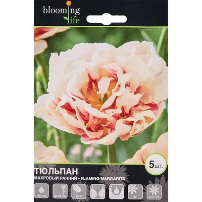 Тюльпан Margarita розмір 12+ (ID#1483242400), цена: 12 ₴, купить на Prom.ua