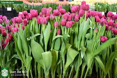 Tulip Margarita – De Vroomen Garden Products | Landscape