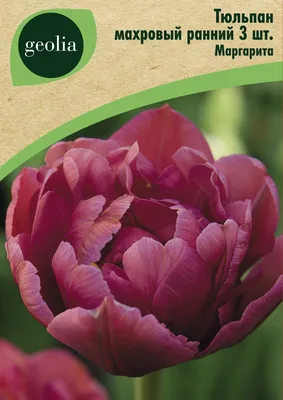 Photo Tulip Margarita - flowers 1 | Garden-en.com
