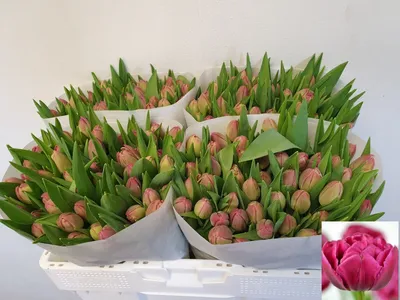 Margarita Tulip (Tulipa) - October Delivery - Annie's Heirloom Seeds