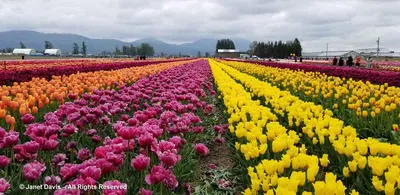Tulipa 'Margarita' - Rose Cottage Plants