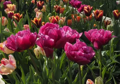 TULIPA DOUBLE EARLY 'MARGARITA' 12/+ CM. (15 PKGS.X 6) | Rotex Flowerbulbs  BV
