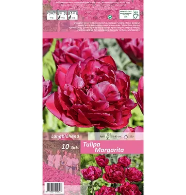 Тюльпан Флэминг Маргарита, р-р 11/12, высота 40 см, 10 шт (2527135) -  Купить по цене от 179.87 руб. | Интернет магазин SIMA-LAND.RU