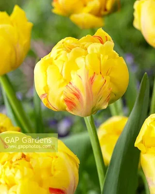 Photo Tulip Margarita | About-garden.com
