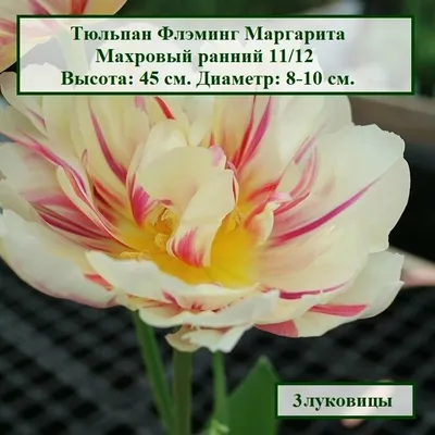 Тюльпан махровый ранний Маргарита 3 шт. по цене 198 ₽/шт. купить в Кемерове  в интернет-магазине Леруа Мерлен