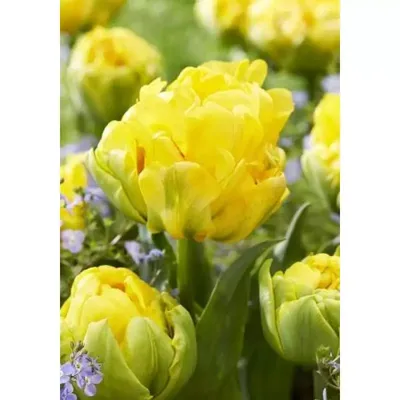 Тюльпан (Tulipa) - «🌷Тюльпаны в саду, в городе и других странах - Прага,  Сингапур, Турция / коллекция разных сортов» | отзывы