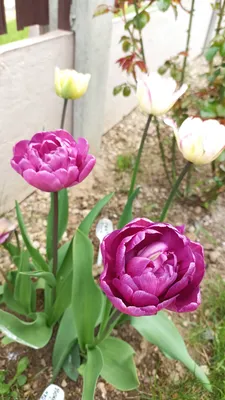 Tulipa 'Flaming Margarita' – Bild kaufen – 12676626 ❘ Gartenbildagentur  Friedrich Strauss