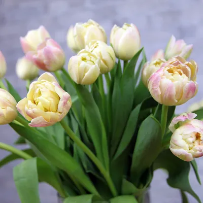 Tulipa Double Early double Margarita TU DU MARGARITA | Tulips | Tulipa |  Flowering cutflowers | Cutflowers | All products | OZ Planten
