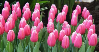 Тюльпан Милкшейк (Tulipa Milkshake) - Тюльпаны Триумф - Тюльпаны -  Луковичные - Каталог - Kamelia-gardens.ru