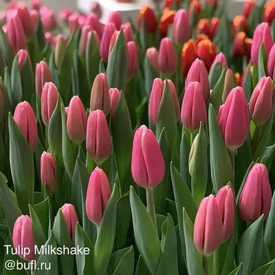 VWS Flowerbulbs on X: \"Tulip Tuesday: Milkshake this pink tulip has a small  white border on the top. This variety is well known for the capability to  keep its perfect shape. #milkshake #