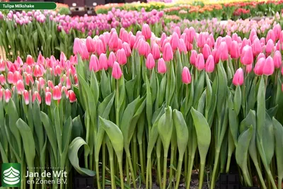 Tulipa Triumph Milkshake