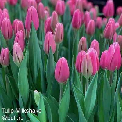 Tulip Milkshake авторское фото BUFL.RU | Тюльпаны