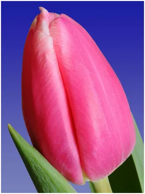 Tulip Milkshake авторское фото BUFL.RU | Цветы, Красивые цветы, Тюльпаны