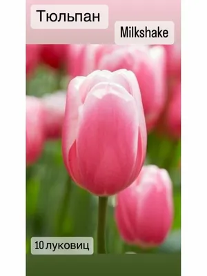 Pink and white Triumph tulips (Tulipa) Milkshake bloom in a garden in April  Stock Photo - Alamy