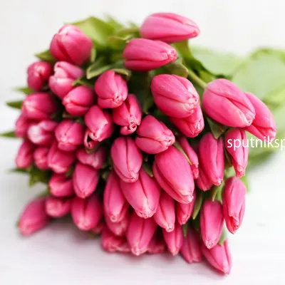 Pink and white Triumph tulips (Tulipa) Milkshake bloom in a garden in April  Stock Photo - Alamy