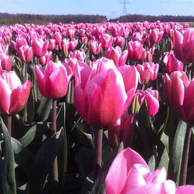 VWS Flowerbulbs - Tulip Tuesday: Milkshake this pink tulip... | Facebook