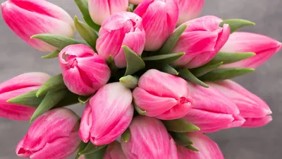 Tulip variety holland beauty hi-res stock photography and images - Page 14  - Alamy