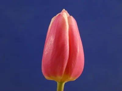 Tulipaner | gartneriet-lhp.dk