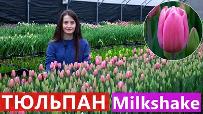 6️⃣ Тюльпаны Milkshake (Милкшейк).... - Рассада ЦВЕТЫ Тюмень | Facebook