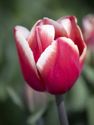 Сорт тюльпанов милкшейк (58 фото) »