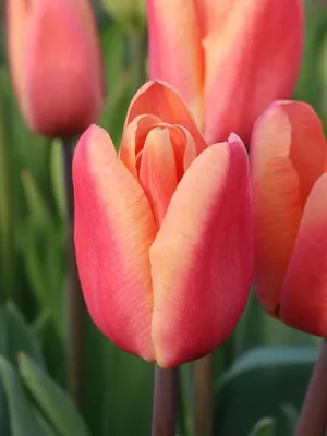 VWS Flowerbulbs on X: \"Tulip Tuesday: Milkshake this pink tulip has a small  white border on the top. This variety is well known for the capability to  keep its perfect shape. #milkshake #