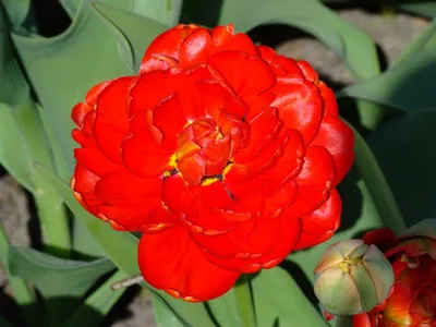 Photo of the bloom of Double Late Tulip (Tulipa 'Miranda') posted by  mellielong - Garden.org