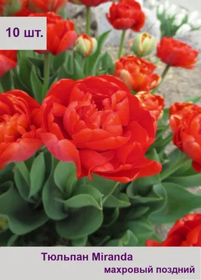 Tulipa 'Miranda'Buy online from RV Roger