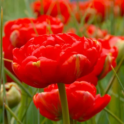 Photo of the entire plant of Double Late Tulip (Tulipa 'Miranda') posted by  mellielong - Garden.org