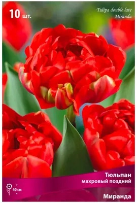Миранда (Miranda) луковицы тюльпана De Ree Holland купить, цена в интернет  - магазине Супермаркет Семян