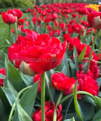 Miranda - Tulip Bulb | Johnny's Selected Seeds