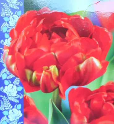 Тюльпан махровый поздний Миранда Все в сад купить недорого в  интернет-магазине товаров для сада Бауцентр